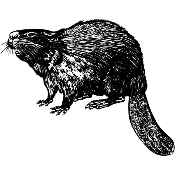BEAVER02 Thumbnail